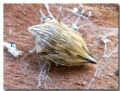 Odontotarsus caudatus